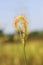 Reeds in the rice fields