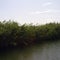 Reeds on a river bank