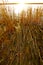 Reeds on the river bank at sunset