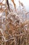 Reeds by the river covered with hoarfrost