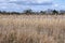 Reeds and River, Redgrave and Lopham Fen, Suffolk, UK