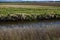 Reeds river ripples fields long grass