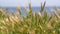 Reeds and sea grasses blow in the breeze along the Pacific Ocean of California. 4K Video