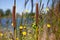 Reeds at the shore of a lake