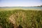 The reeds on the shore of Songya Lake