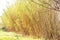 Reeds on the side of a road at the end of winter in the Baix Llobregat region, procincia of Barcelona, Catalonia, Spain