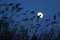 Reeds silhouette and moon