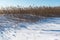 Reeds in a snowy wetland