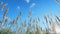 Reeds in sunlight at sunset. Grass blowing on nature autumn field. Reed swayed from wind. Low angle view.