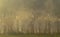 reeds on sunny foggy morning