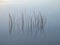 Reeds at sunrise in Nine Mile Pond in Everglade National Park.