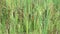 Reeds on a swamp marsh during the day with green leaves and stems