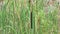 Reeds on a swamp marsh during the day with green leaves and stems