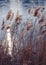 Reeds sway by a lake with a blurred water background. Sun glare reflected in wavy surface