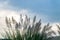 Reeds under blue sky and white clouds