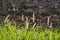 Reeds under the tropical sunlight