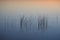 Reeds in water at dawn in Everglades National Park, Florida.