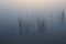 Reeds in water at dawn in Everglades National Park, Florida.