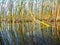 Reeds water plants in a lake or pond. Reflections in calm water.