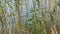 Reeds on the water with reflection in transparent water.