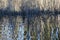 Reeds on the water at Saint Naum