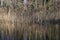 Reeds on the water at Saint Naum