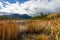 Reeds in the wetlands on the edge of a mountain lake