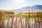 Reeds in the wetlands natural park La Marjal in Pego and Oliva