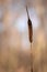 Reeds in the wind. Typha latifolia in sun. Broadleaf cattail. bulrush