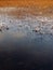 Reeds in Winter, Loch Slapin, Skye, Scotland