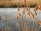 Reeds winter pond