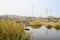 Reedy riverside with pylons in background on sunny winter day