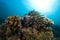 Reef, Colorful seastar, Maldives