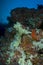 Reef, Colorful soft corals, Maldives