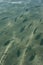 Reef Fish seen through Clear Water at Ningallo Reef