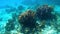 Reef fish swimming among the rock and coral reef in Cayman Islands