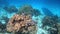 Reef fish swimming among the rock and coral reef in Cayman Islands