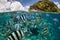 Reef Fish and Tropical Island