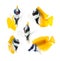 Reef fish, yellow fox face rabbitfish isolated on