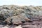 reef is a group of rocks a ridge of sand and blue sky background