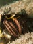 Reef Hermit Crab(Dardanus lagopodes)