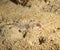 Reef lizardfish hiding in the sand