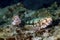 Reef Lizardfish, Perhentian Island, Terengganu