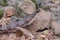 Reef Lizardfish in Red Sea