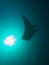 Reef Manta Ray