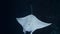 Reef manta ray swim upside down