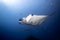 Reef manta ray swimming in the deep blue water