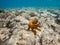 Reef octopus Octopus cyanea on coral garden
