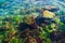 A reef off the Adriatic coast and underwater rocks covered with green and red algae