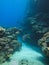 Reef Shark on Great Barrier Reef Australia